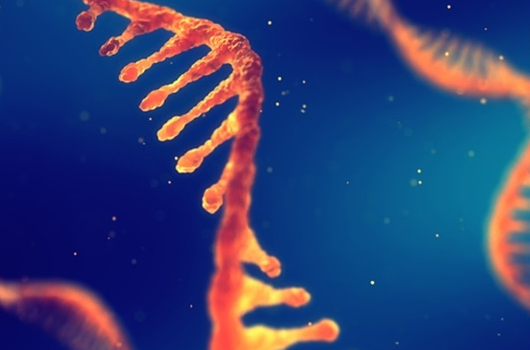 RNA Targeted Library RNA Targeted Focused Library